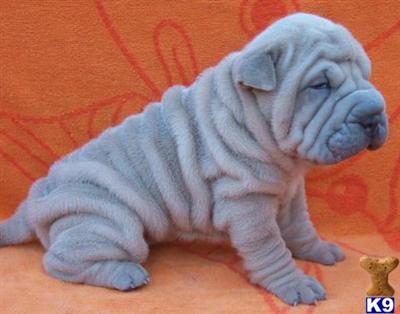 Chinese Shar-Pei Puppies for Sale